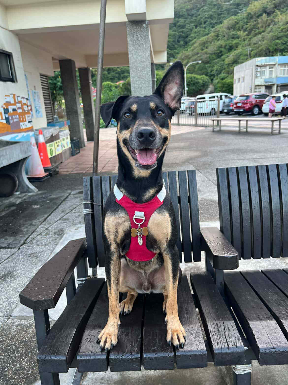 ▲暴雨轟炸蘇澳！黑汪家中淹水　呆坐沙發表情超問號：客廳變泳池。（圖／阿達@adaada20220108提供，請勿隨意翻拍，以免侵權。）