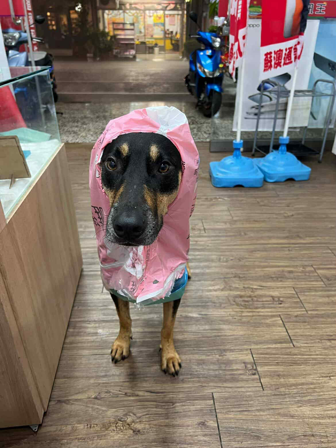 ▲暴雨轟炸蘇澳！黑汪家中淹水　呆坐沙發表情超問號：客廳變泳池。（圖／阿達@adaada20220108提供，請勿隨意翻拍，以免侵權。）