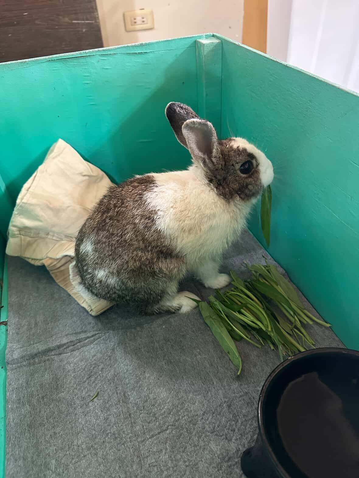 ▲宜蘭冬山「水淹膝蓋高」灌進家中　小鄰居來避難！陌生兔子跳進屋。（圖／網友陳韋延提供，請勿隨意翻拍，以免侵權。）