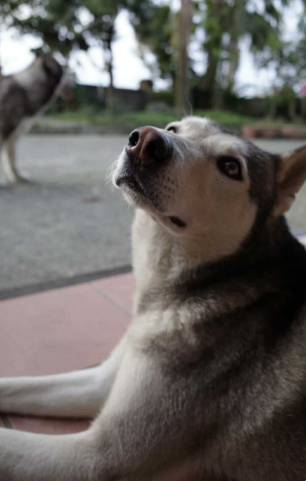 ▲宜蘭冬山「水淹膝蓋高」灌進家中　小鄰居來避難！陌生兔子跳進屋。（圖／網友陳韋延提供，請勿隨意翻拍，以免侵權。）