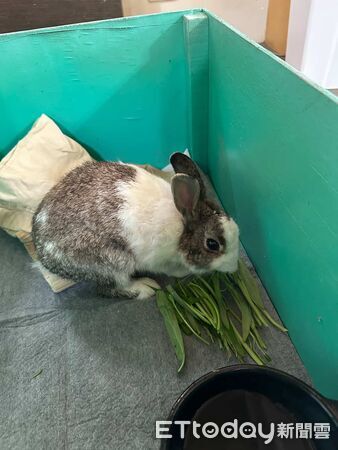 ▲宜蘭冬山「水淹膝蓋高」灌進家中　小鄰居來避難！陌生兔子跳進屋。（圖／網友陳韋延提供，請勿隨意翻拍，以免侵權。）