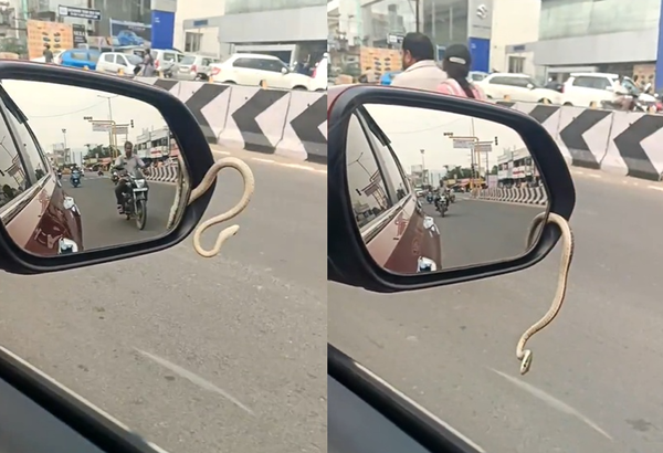 開車路上「後照鏡突鑽出活蛇」亂晃　情侶目睹嚇壞急停車報案。（圖／翻攝自X）