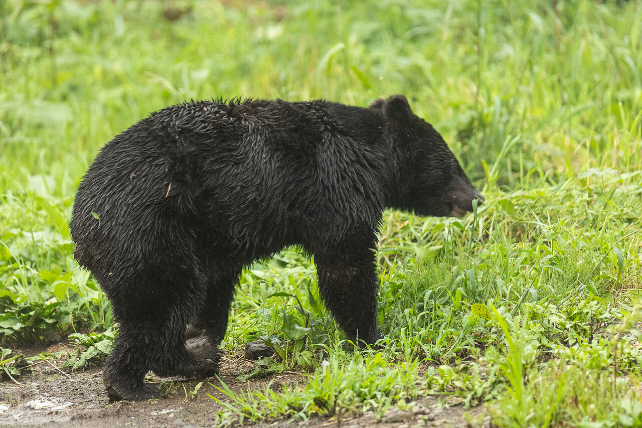 日本東北熊禍頻傳！居民遛狗遇襲頭部濺血　JR列車撞熊停駛
