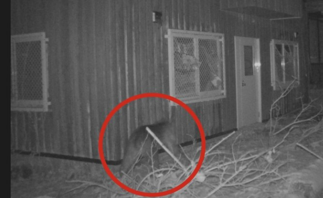 棕熊多次闖日本動物園!隔4天被捕獸籠抓住 當場遭射殺