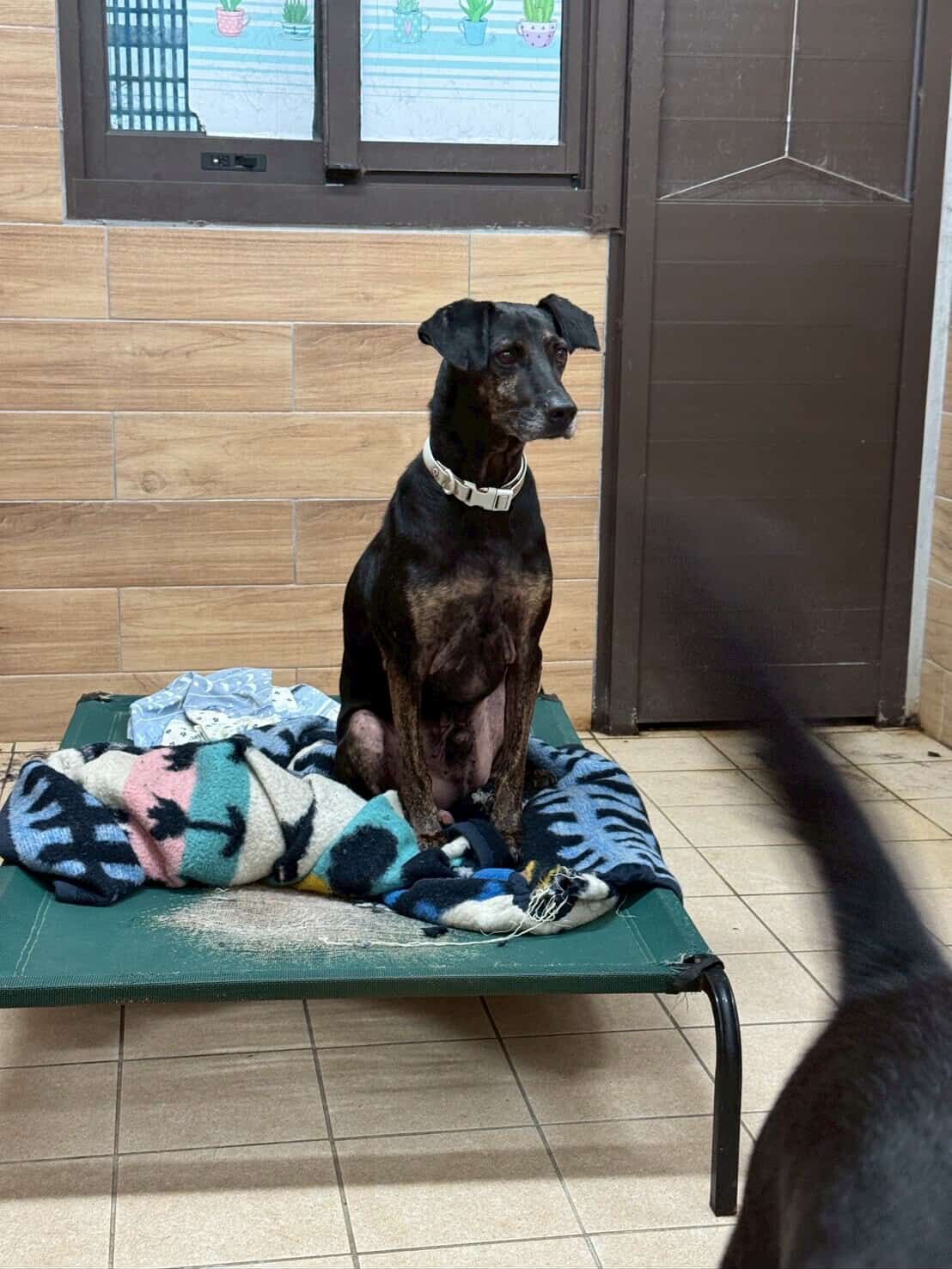 ▲瑞芳狂降豪雨！網憂動物之家恐釀災　自費包車「揪團上山」助防颱。（圖／阿布 Boocake @_boocakeeeee提供，請勿隨意翻拍，以免侵權。）
