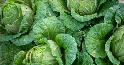 如何辨別高麗菜壞掉？　日廚師曝「腐敗3警訊」