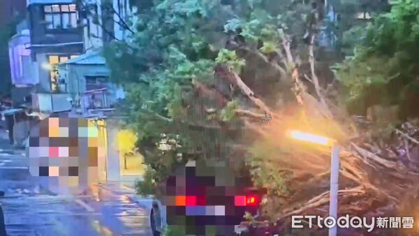 ▲鳳凰颱風環流侵襲，北市大安區兩處路樹被吹垮，造成民眾車輛受損。（圖／記者張君豪翻攝）