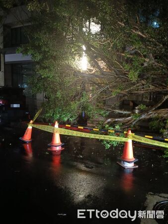 ▲鳳凰颱風環流侵襲，北市大安區兩處路樹被吹垮，造成民眾車輛受損。（圖／記者張君豪翻攝）