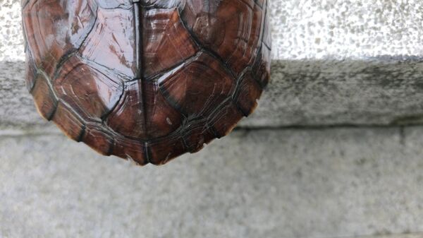 ▲保育龜現身都市菜園 新北啟動保育打造生態棲地。（圖／新北市農業局提供）