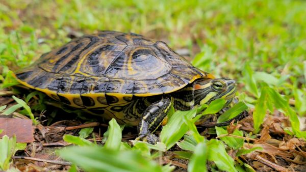 ▲保育龜現身都市菜園 新北啟動保育打造生態棲地。（圖／新北市農業局提供）