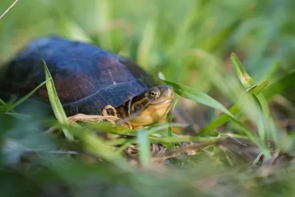 ▲保育龜現身都市菜園 新北啟動保育打造生態棲地。（圖／新北市農業局提供）