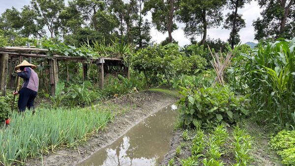 ▲保育龜現身都市菜園 新北啟動保育打造生態棲地。（圖／新北市農業局提供）