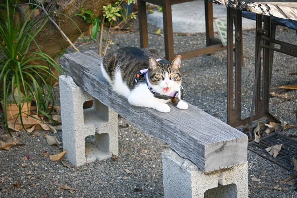 ▲▼鹿港老屋改建「大手咖啡」。（圖／部落客水晶提供）