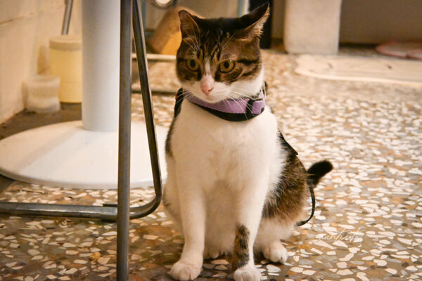 ▲▼鹿港老屋改建「大手咖啡」。（圖／部落客水晶提供）