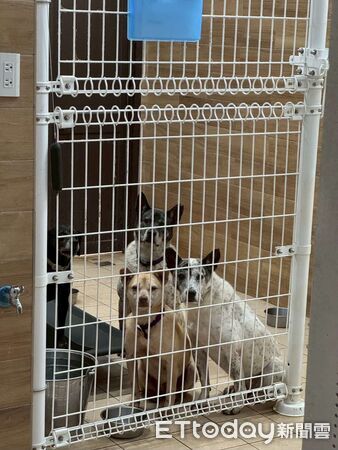 ▲瑞芳狂降豪雨！網憂動物之家恐釀災　自費包車「揪團上山」助防颱。（圖／阿布 Boocake @_boocakeeeee提供，請勿隨意翻拍，以免侵權。）