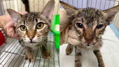 新北幼貓「小枯葉」獲救後康復　五股動物之家盼有緣人帶回家