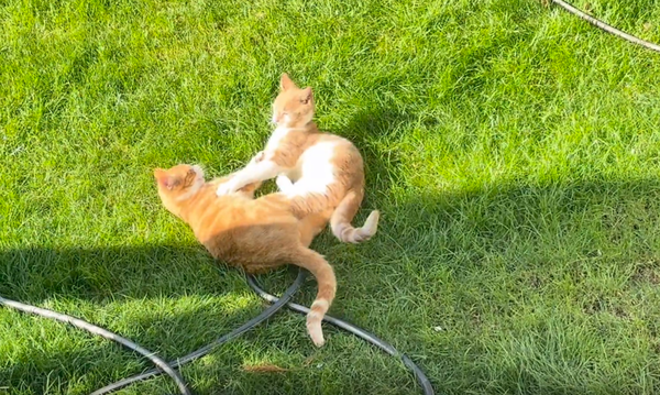 小貓痛失手足　一年後隔壁「搬來長一樣橘貓」驚喜：是同胎兄弟。（圖／翻攝自Reddit）