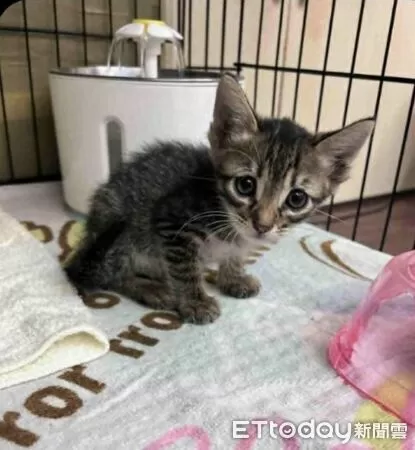 ▲▼高雄爆微波爐虐貓 。（圖／高雄市議員白喬茵辦公室提供）