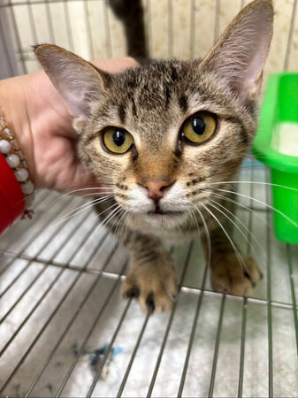 ▲新北幼貓「小枯葉」獲救後康復。（圖／新北市動保處提供）