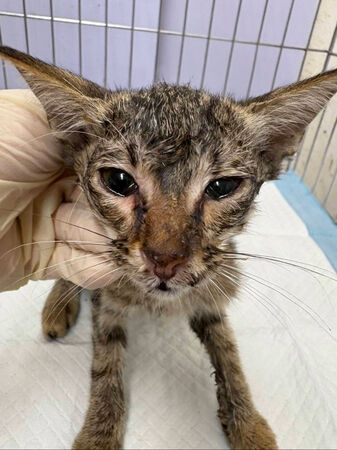 ▲新北幼貓「小枯葉」獲救後康復。（圖／新北市動保處提供）