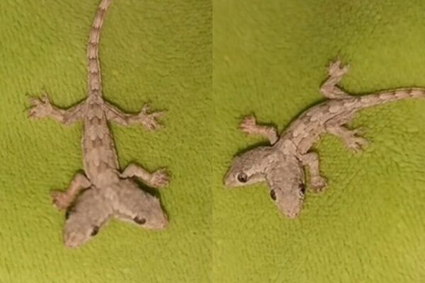 罕見「雙頭壁虎」照片曝光!她嚇壞PO網 網友解答成因