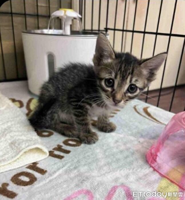 微波爐烤貓引眾怒！照片與現場不符...男疑遭假帳號+AI栽贓