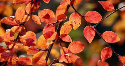 12星座最新一周運勢　牡羊適合斷捨離、水瓶職場新氣象