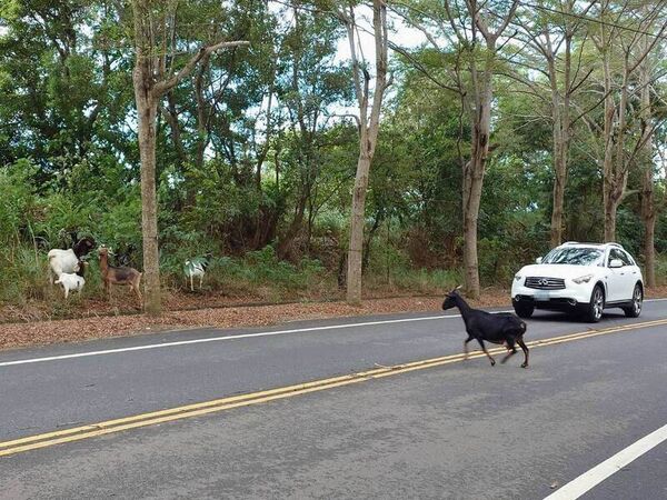 ▲彰化139縣道羊群過馬路。（圖／陳先生提供）