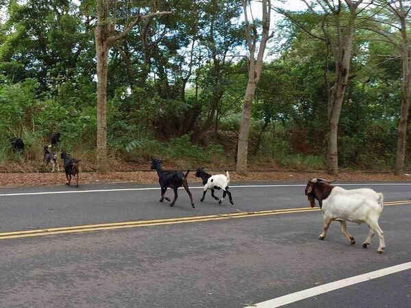 ▲彰化139縣道羊群過馬路。（圖／陳先生提供）