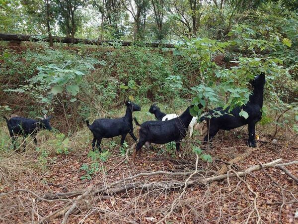 ▲彰化139縣道羊群過馬路。（圖／陳先生提供）