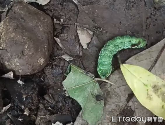 ▲。（圖／Threads@bryanlin960915提供，請勿隨意翻拍，以免侵權。）