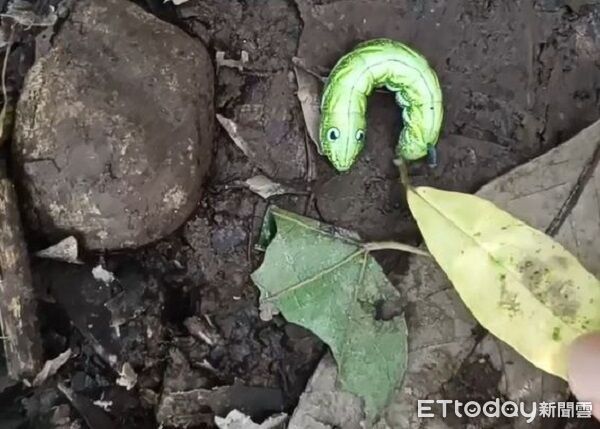 ▲。（圖／Threads@bryanlin960915提供，請勿隨意翻拍，以免侵權。）