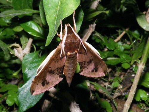 ▲。（圖／翻攝自環境資訊中心）