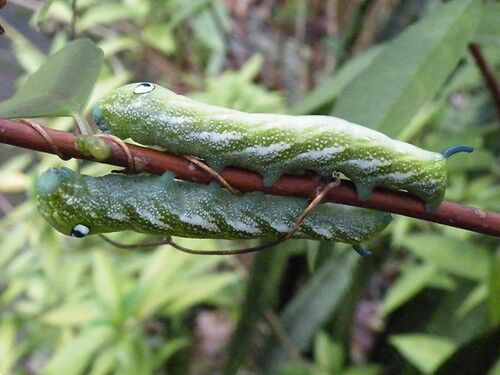 ▲。（圖／翻攝自環境資訊中心）