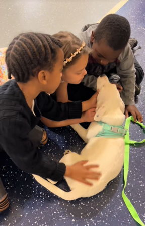 小一教室中途狗狗。（圖／翻攝自Tiktok@fostertalespt）