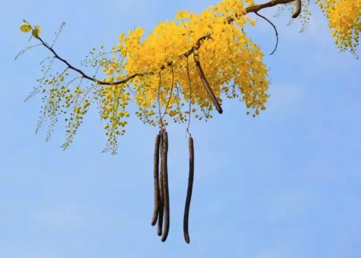 ▲▼黝黑「便祕果」陸網爆紅。（圖／翻攝自新華社）