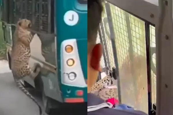 豹子突然跳上觀光巴士　「靠窗女遊客被抓」全車驚險救人畫面曝。（圖／翻攝自X）