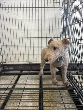 ▲。（圖／翻攝自社團法人新竹縣流浪動物珍愛協會 ）