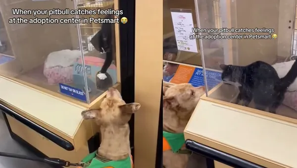 比特犬和寵物店小貓一見鍾情　「深情對望」畫面爆紅：快收編。（圖／翻攝自TikTok／barberb_wifey）