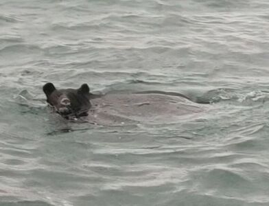 海裡也有熊！青森漁夫遇到「熊游泳」　急call獵人圍捕