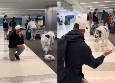 大白熊犬接機「直接略過爸爸」　聽見熟悉口哨秒回頭衝刺討摸