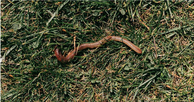 越南人行道竄出「大量蚯蚓集體曬死」　學者：恐是警訊