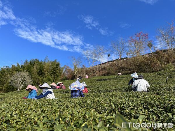 ▲▼   嘉義縣首奪全國機採茶菁冠軍 傳統與創新並肩而行     。（圖／竹崎農會提供）