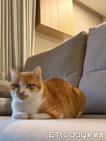 PS5過熱，兇手超可愛。（圖／Threads@vet_dr.jack提供）