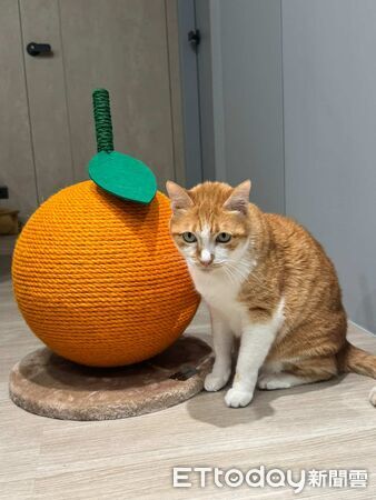 PS5過熱，兇手超可愛。（圖／Threads@vet_dr.jack提供）