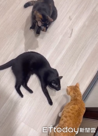 PS5過熱，兇手超可愛。（圖／Threads@vet_dr.jack提供）