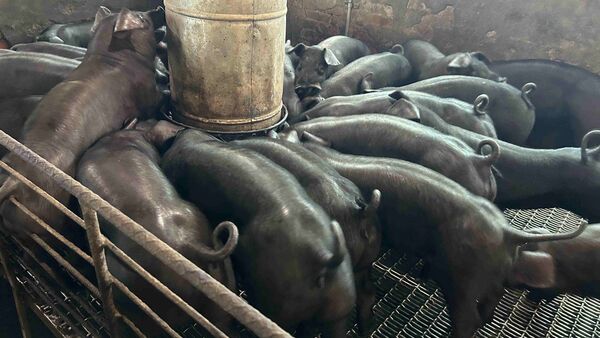 ▲新北加碼補貼飼料與防疫設備。（圖／新北市農業局提供）