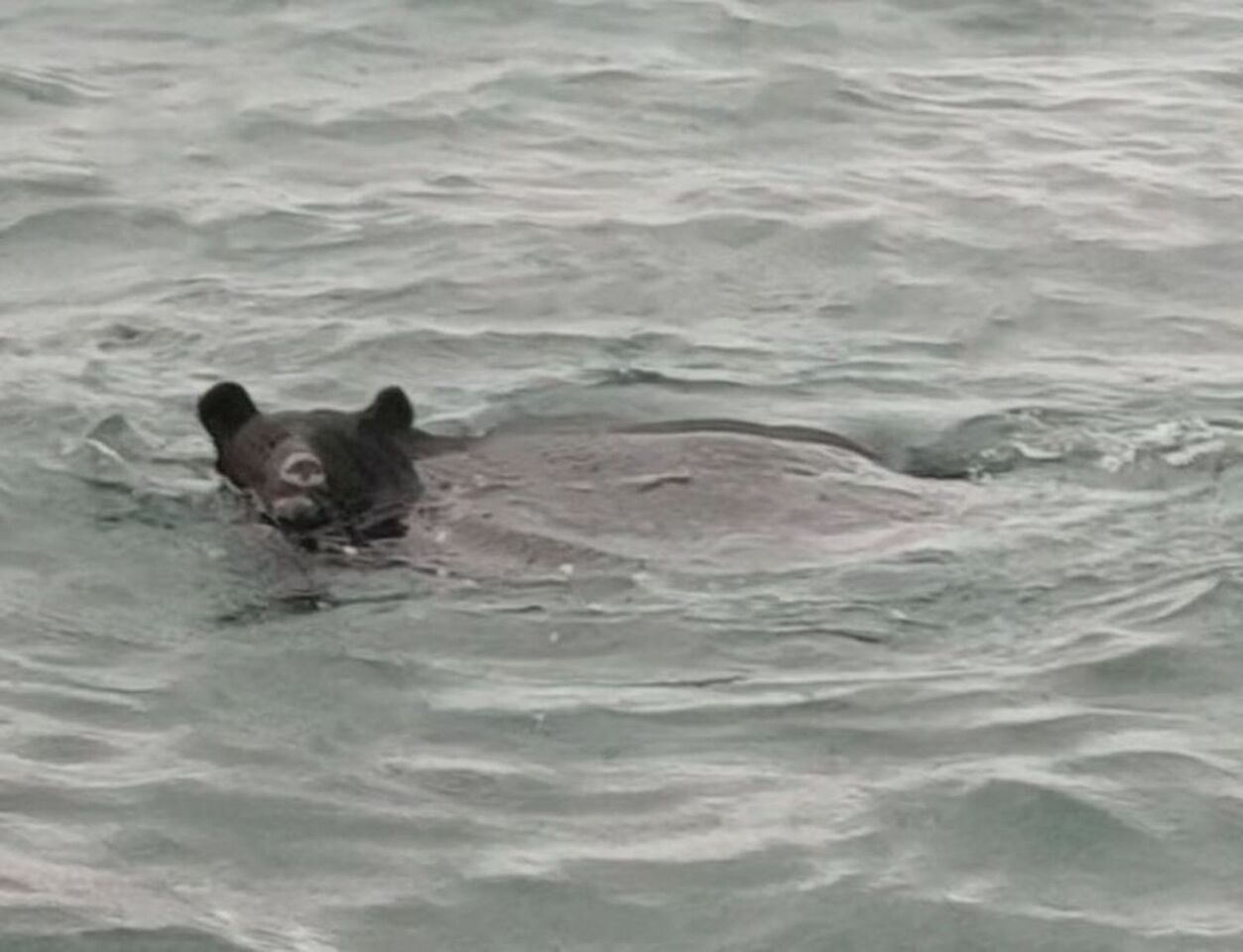 海裡也有熊！青森漁夫遇到「熊游泳」　急call獵人圍捕