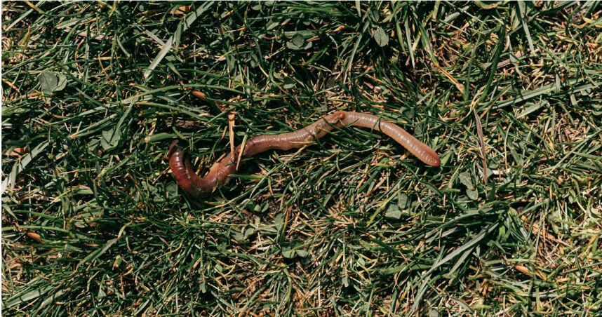 越南人行道竄出「大量蚯蚓集體曬死」 學者:恐是警訊