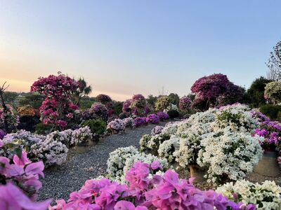 台南最新九重葛花園　花海中看夕陽